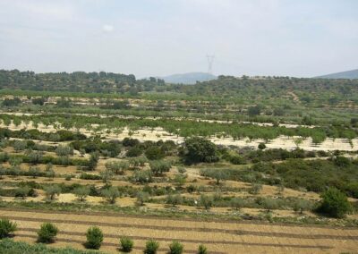 Estudio de Impacto Ambiental del proyecto básico Autovía de la Plana CV-10. Tramo Vilanova d’Alcolea-Sant Rafael. 57,8 km. Castellón