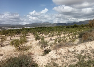 Seguimiento anual de avifauna Planta Solar Fotovoltaica Kenerjona 1 y 2. (48 + 48 MW). Castalla-Ibi. Alicante